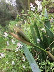 Dianella tasmanica