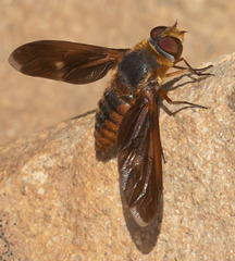 Poecilanthrax eremicus