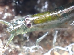 Betaeopsis aequimanus
