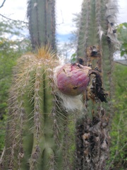 Pilosocereus