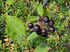 Aronia