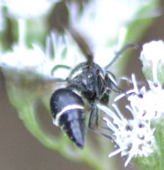 Eumenes fraternus