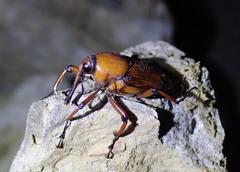 Cyrtotrachelus thompsoni