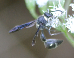 Eumenes fraternus