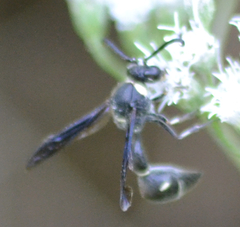 Eumenes fraternus