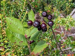 Aronia