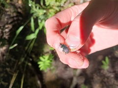 Sphaeroderus stenostomus