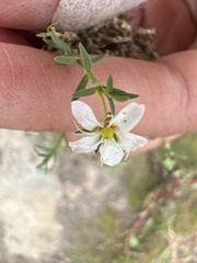 Arenarieae