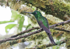 Heliodoxa imperatrix