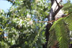 Leucaena diversifolia