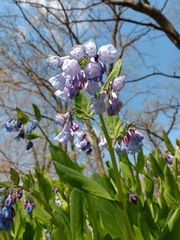 Mertensia virginica
