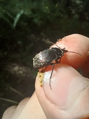 Sphaeroderus stenostomus