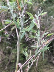 Dichanthelium scoparium