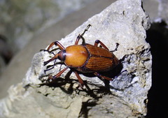 Cyrtotrachelus thompsoni