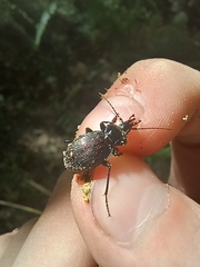 Sphaeroderus stenostomus