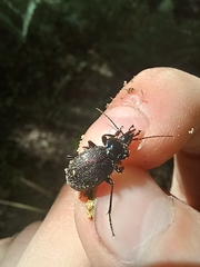 Sphaeroderus stenostomus