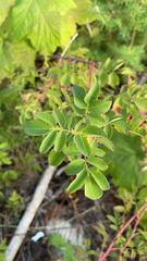 Rosa gymnocarpa