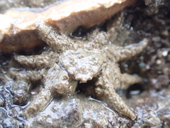 Neohymenicus pubescens