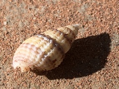 Ilyanassa trivittata