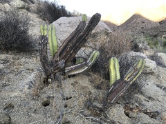 Lophocereus schottii