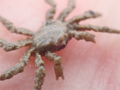 Neohymenicus pubescens