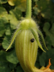 Nezarini