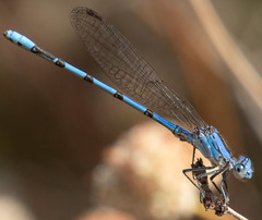 Argia agrioides