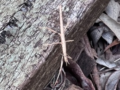 Pachymorpha