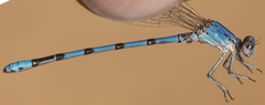 Argia agrioides