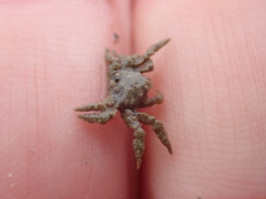 Neohymenicus pubescens