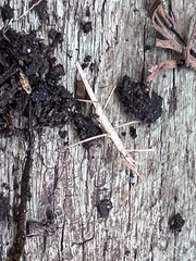 Pachymorpha