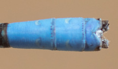 Argia agrioides