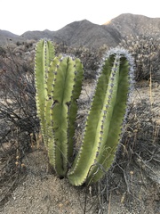 Lophocereus schottii