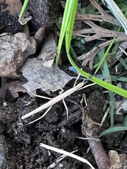 Pachymorpha