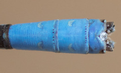 Argia agrioides