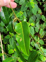 Passiflora laurifolia