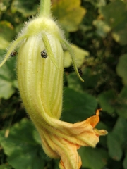 Nezarini