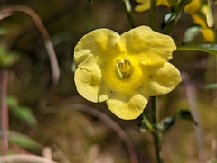 Aureolaria flava