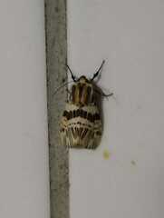 Isia intricata