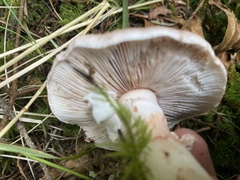 Amanita novinupta