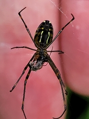 Leucauge