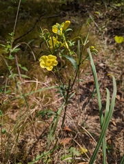 Aureolaria flava