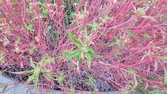 Euphorbia davidii