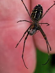Leucauge