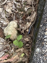 Plestiodon finitimus