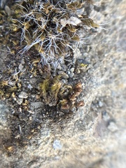 Grimmiaceae
