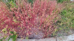 Euphorbia davidii