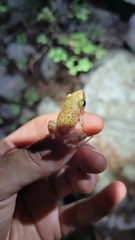 Eleutherodactylus marnockii