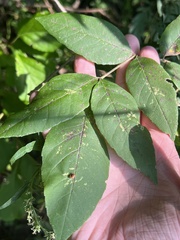 Mycosphaerella fraxinicola