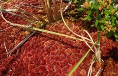 Sphagnum rubellum